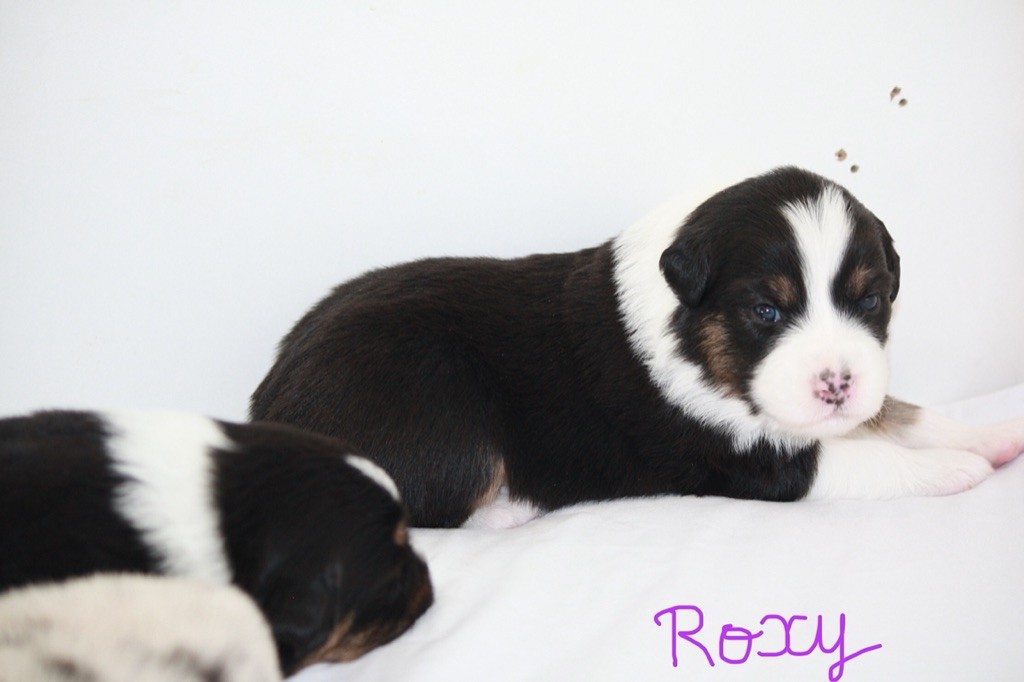 ROXY